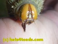/home//u458753944/public_html/sourcegallery////////Insects and small critters/butterflies and moths (Lepidoptera)/P1100282.JPG